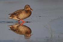 Stockente